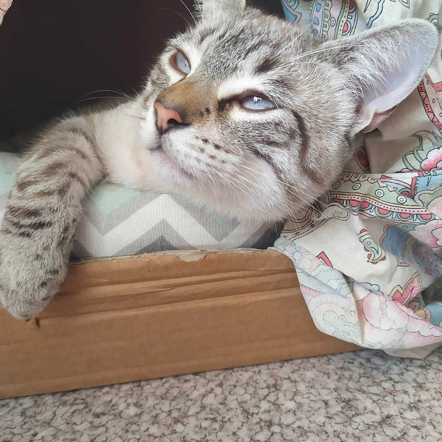 Titi a rejoint le concours — aidez-le/la à gagner de superbes lots ! animal, blue_eyes, cardboard_box, cat, close_up, cozy, cute, fabric, feline, fur, home, indoor, patterned_fabric, paw, pet, relaxed, resting, soft_light, tabby_cat, whiskers