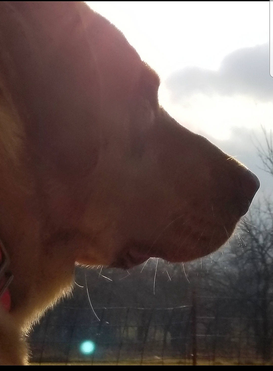 Jack joined the competition — help win amazing prizes! canidae, cloud, mouth, nose, photography, sky, snout, sporting_group