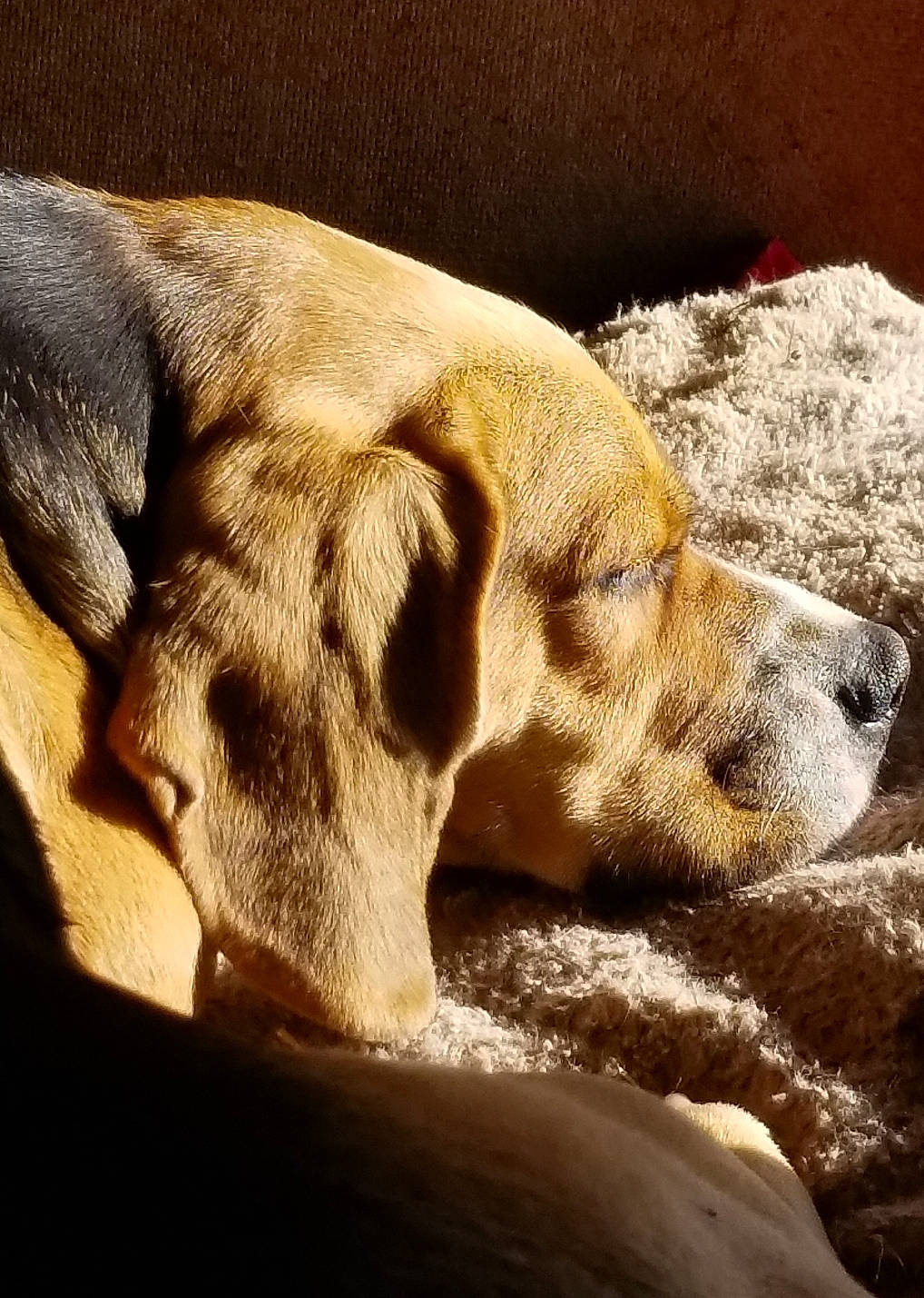 Ally joined the competition — help win amazing prizes! canidae, carnivore, dog, dog_breed, ear, fawn, labrador_retriever, mammal, nap, nose, pointer, sleep, snout, sporting_group