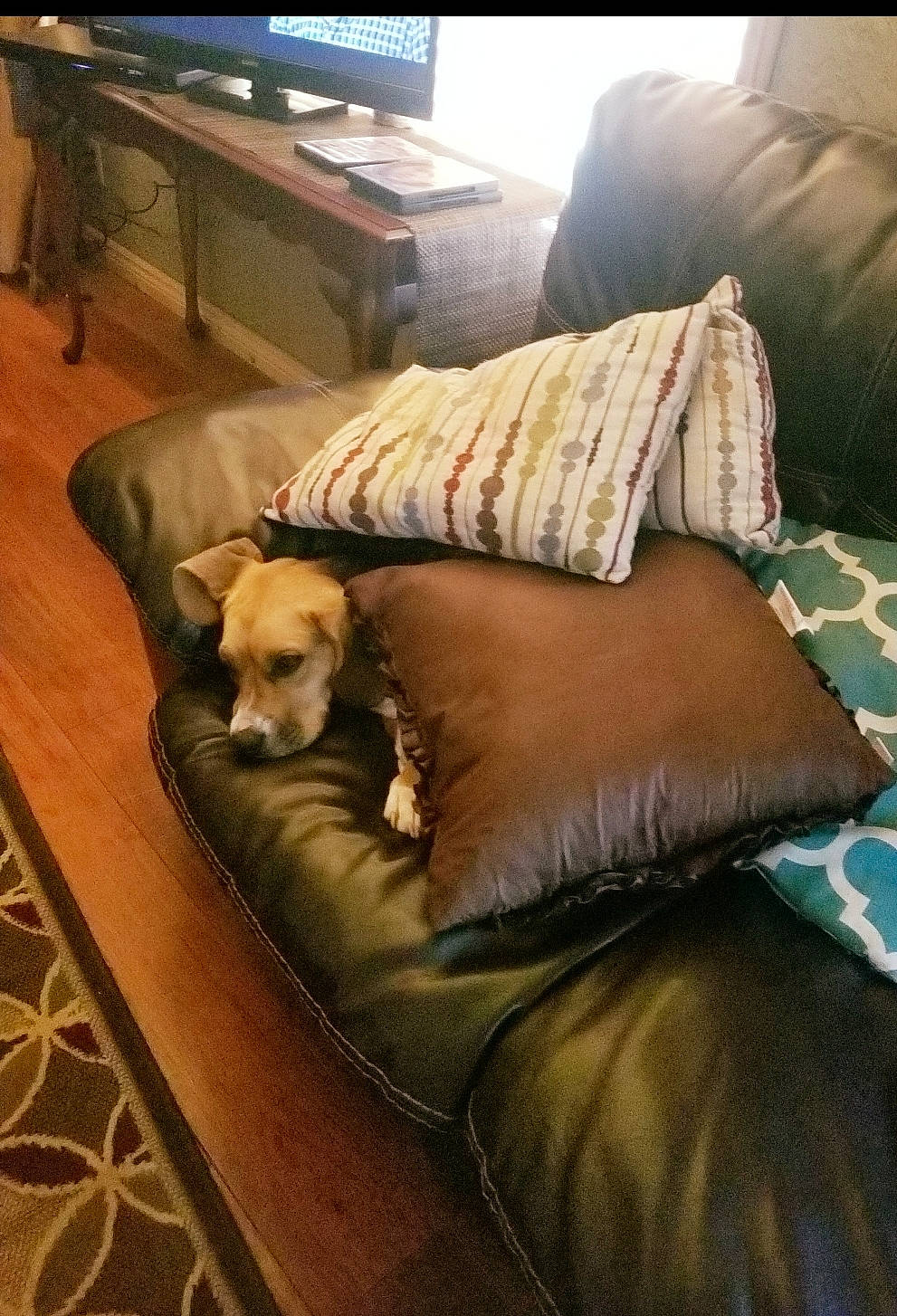 Ally joined the competition — help win amazing prizes! canidae, carnivore, comfort, companion_dog, couch, dog, dog_breed, fawn, flooring, furniture, interior_design, nap, room, sofa_bed, sporting_group