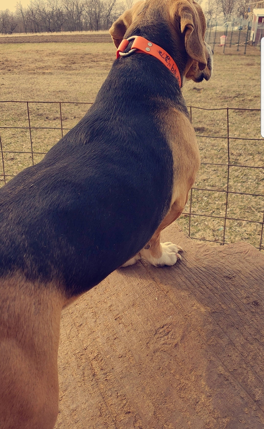 Ally is registered to the contest to win money with this photo: canidae, carnivore, dog, dog_breed, mammal, snout, tail, vertebrate