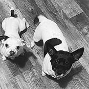 Bebe And Benji is registered to the contest to win money with this photo: animal, black_and_white, black_and_white_dog, black_dog, canine, companion_animals, curious, cute, dogs, indoor, large_ears, looking_up, pet, photography, portrait, puppies, short_hair, small_dog, white_dog, wooden_floor
