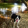 Panda participe au concours pour gagner de l'argent avec cette photo : dog, border_collie, river, water, rocks, trees, nature, outdoor, sunlight, tongue_out, happy, pet, animal, forest, reflection, shore, summer, canine, daylight, wildlife