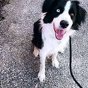 Panda a rejoint le concours — aidez-le/la à gagner de superbes lots ! dog, border_collie, heterochromia, black_and_white, tongue_out, sitting, leash, sidewalk, footwear, white_sneakers, outdoor, happy, pet, canine, pavement, looking_up, animal, close_up, fur, playful