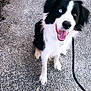 dog, border_collie, heterochromia, black_and_white, tongue_out, sitting, leash, sidewalk, footwear, white_sneakers, outdoor, happy, pet, canine, pavement, looking_up, animal, close_up, fur, playful