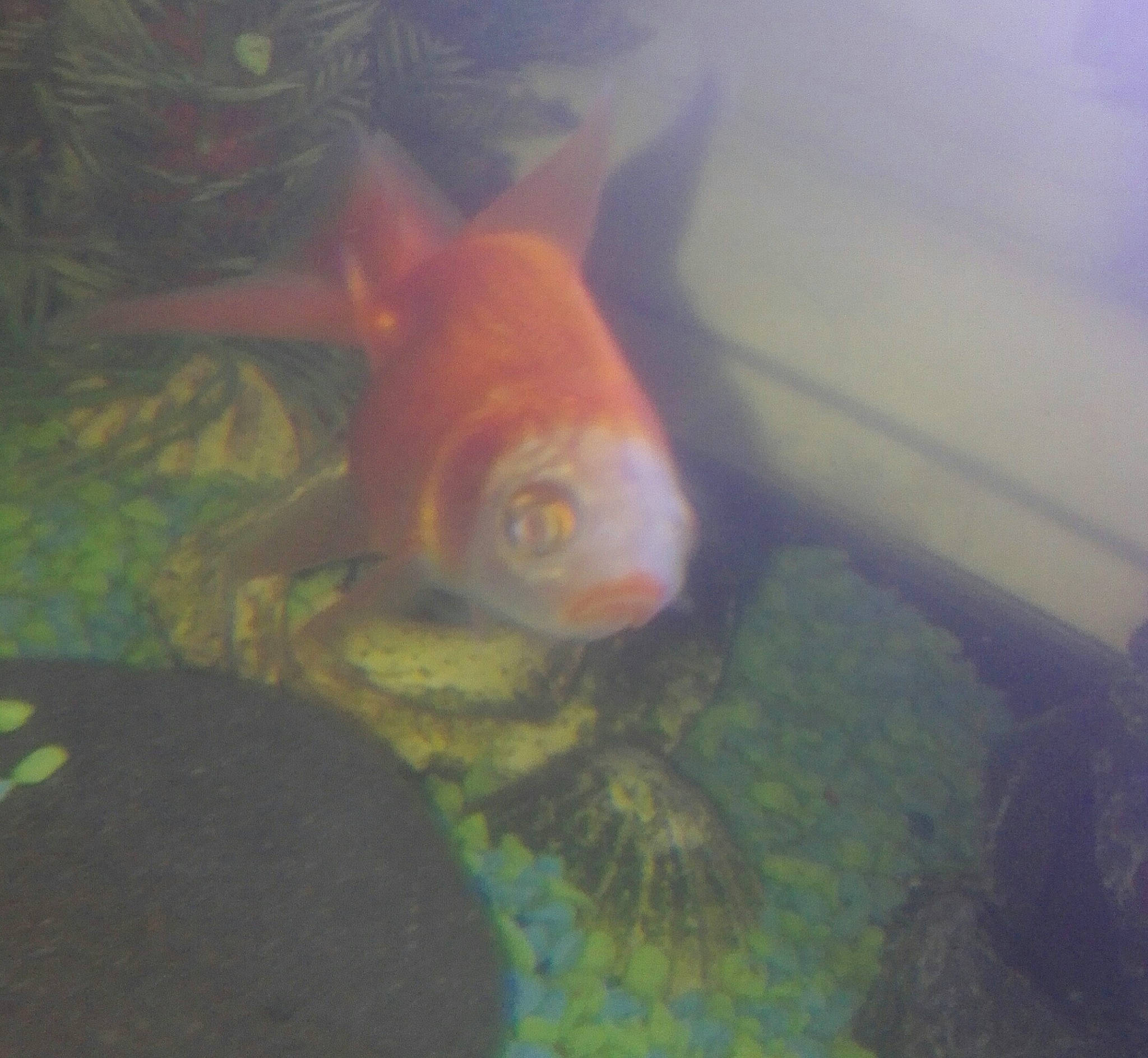 Wendy is registered to the contest to win money with this photo: bony_fish, feeder_fish, fish, goldfish, organism, tail