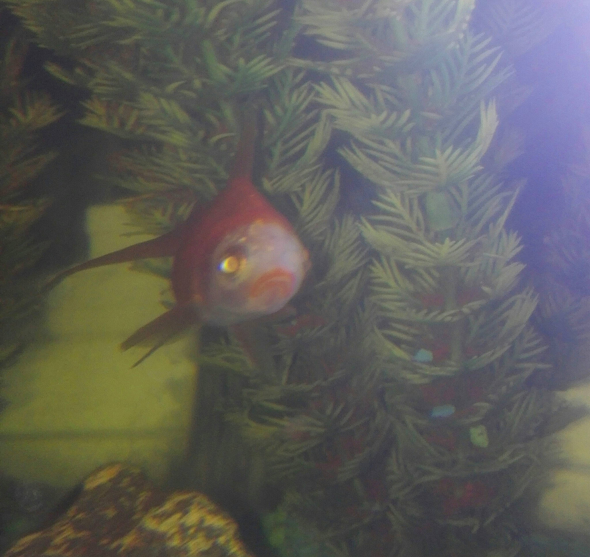 Wendy joined the competition — help win amazing prizes! aquarium, eye, fish, organism, plant, tail