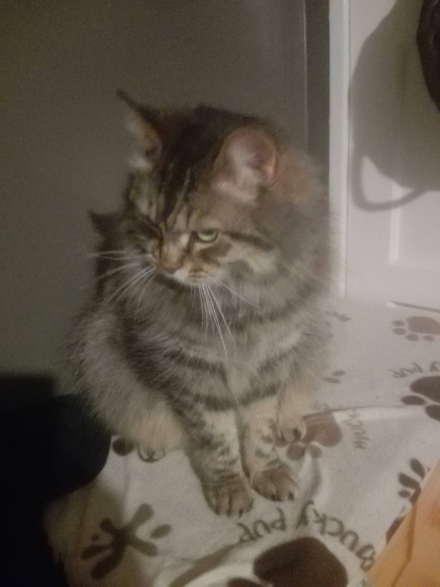 Smoggy joined the competition — help win amazing prizes! american_shorthair, asian, british_semi_longhair, carnivore, cat, domestic_short_haired_cat, dragon_li, european_shorthair, fawn, felidae, fur, kitten, maine_coon, mammal, norwegian_forest_cat, pixie_bob, siberian, small_to_medium_sized_cats, tabby_cat, whiskers