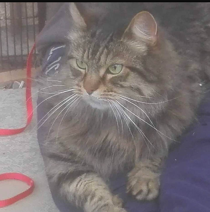 Smoggy joined the competition — help win amazing prizes! asian, asian_semi_longhair, british_semi_longhair, carnivore, cat, domestic_long_haired_cat, domestic_short_haired_cat, european_shorthair, felidae, maine_coon, mammal, nebelung, norwegian_forest_cat, polydactyl_cat, siberian, small_to_medium_sized_cats, snout, tabby_cat, vertebrate, whiskers