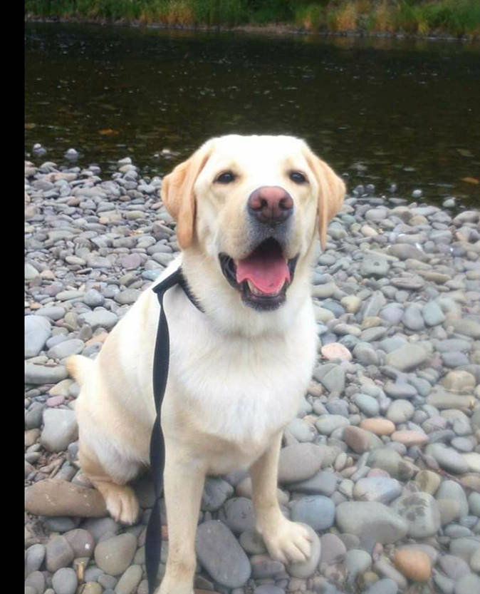 Oscar joined the competition — help win amazing prizes! beagador, broholmer, canidae, carnivore, companion_dog, dog, dog_breed, fawn, hunting_dog, labrador_retriever, mammal, rare_breed_dog, retriever, snout, sporting_group, vertebrate