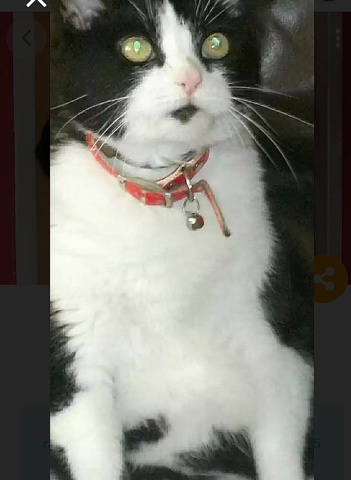 Tia is registered to the contest to win money with this photo: aegean_cat, american_curl, american_wirehair, carnivore, cat, domestic_short_haired_cat, felidae, japanese_bobtail, kitten, mammal, photo_caption, polydactyl_cat, small_to_medium_sized_cats, tail, whiskers