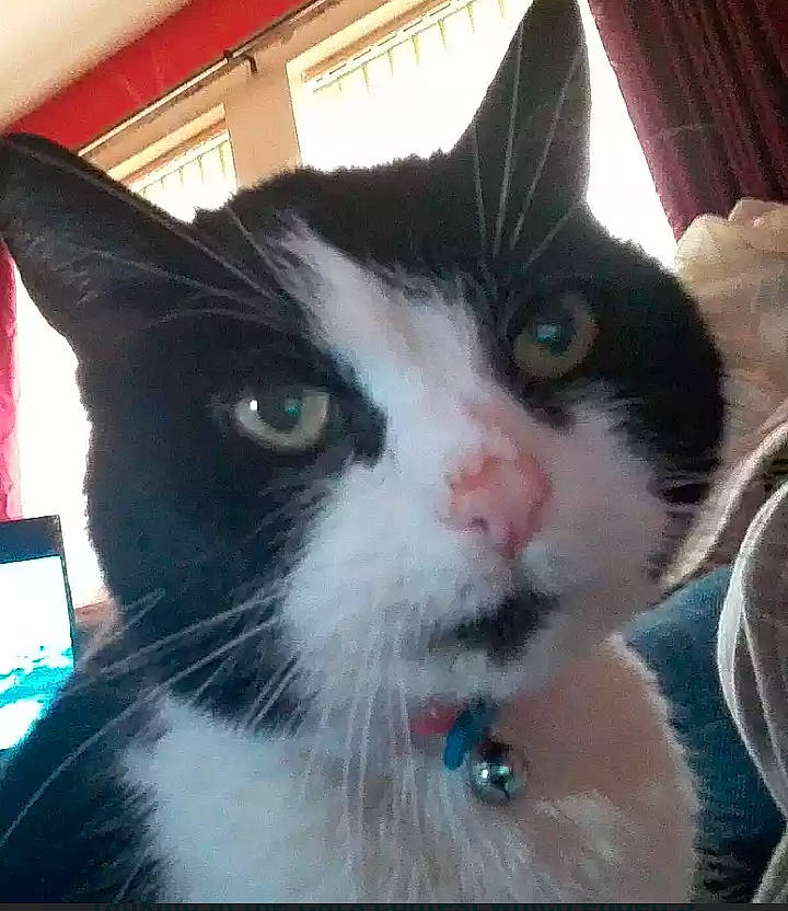 Tia joined the competition — help win amazing prizes! aegean_cat, american_wirehair, carnivore, cat, domestic_short_haired_cat, ear, eye, felidae, fur, iris, kitten, nose, photography, polydactyl_cat, small_to_medium_sized_cats, snout, whiskers