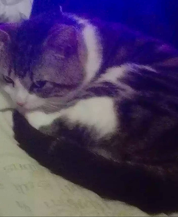 Zorro is registered to the contest to win money with this photo: american_wirehair, carnivore, cat, cloud, domestic_short_haired_cat, eye, felidae, fur, kitten, nap, polydactyl_cat, sky, small_to_medium_sized_cats, snout, tail, whiskers