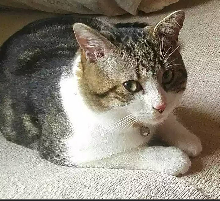 Zorro joined the competition — help win amazing prizes! aegean_cat, american_wirehair, asian, carnivore, cat, domestic_short_haired_cat, ear, european_shorthair, eye, felidae, kitten, mammal, paw, polydactyl_cat, singapura, small_to_medium_sized_cats, snout, tabby_cat, whiskers