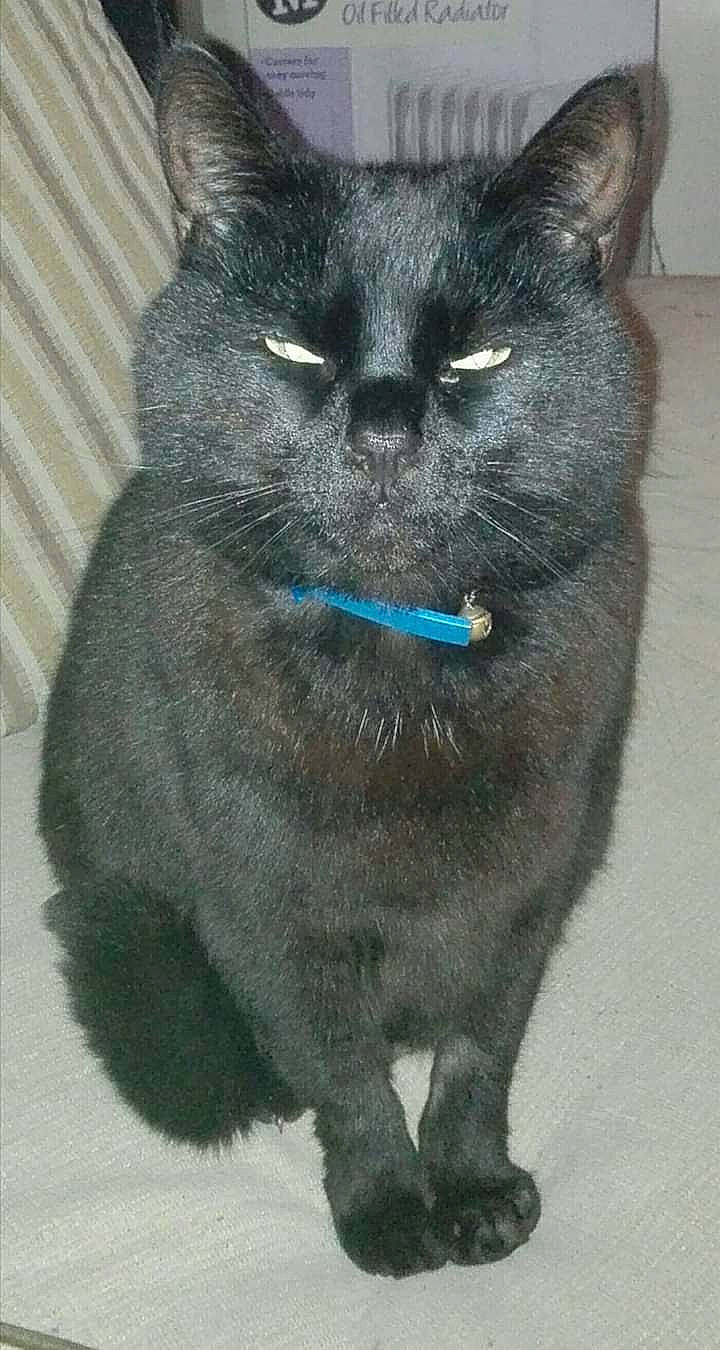 Jess joined the competition — help win amazing prizes! asian, black_cat, british_shorthair, carnivore, cat, chartreux, domestic_short_haired_cat, felidae, korat, mammal, nebelung, russian_blue, small_to_medium_sized_cats, snout, tail, vertebrate, whiskers