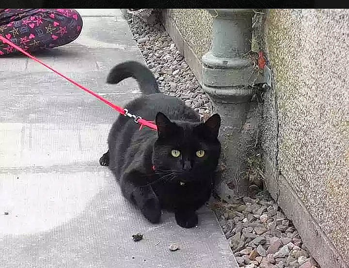 Jess is registered to the contest to win money with this photo: asian, black, black_cat, bombay, british_shorthair, carnivore, cat, chartreux, domestic_short_haired_cat, felidae, korat, mammal, small_to_medium_sized_cats, snout, tail, whiskers