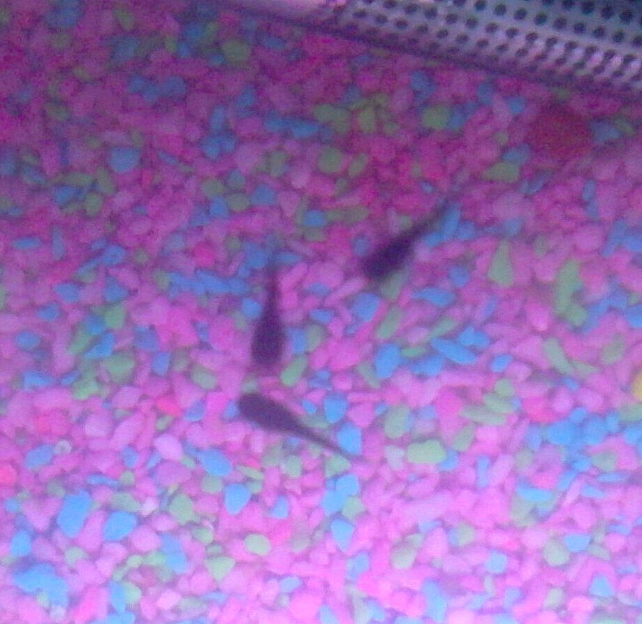 Baby Platys is registered to the contest to win money with this photo: blue, knitting, lilac, magenta, pattern, pink, purple, stitch, textile, violet, wool, woolen, woven_fabric