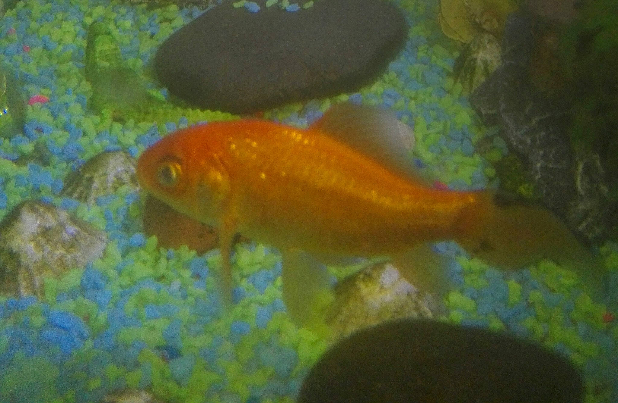 Bob joined the competition — help win amazing prizes! algae, aquarium, aquatic_plant, bony_fish, feeder_fish, fish, fish_pond, goldfish, koi, marine_biology, organism, pond, ray_finned_fish, tail, underwater, water