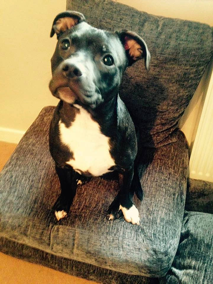 Chie joined the competition — help win amazing prizes! american_pit_bull_terrier, american_staffordshire_terrier, canidae, carnivore, companion_dog, dog, dog_breed, fawn, mammal, non_sporting_group, pit_bull, puppy, rare_breed_dog, snout, staffordshire_bull_terrier, vertebrate