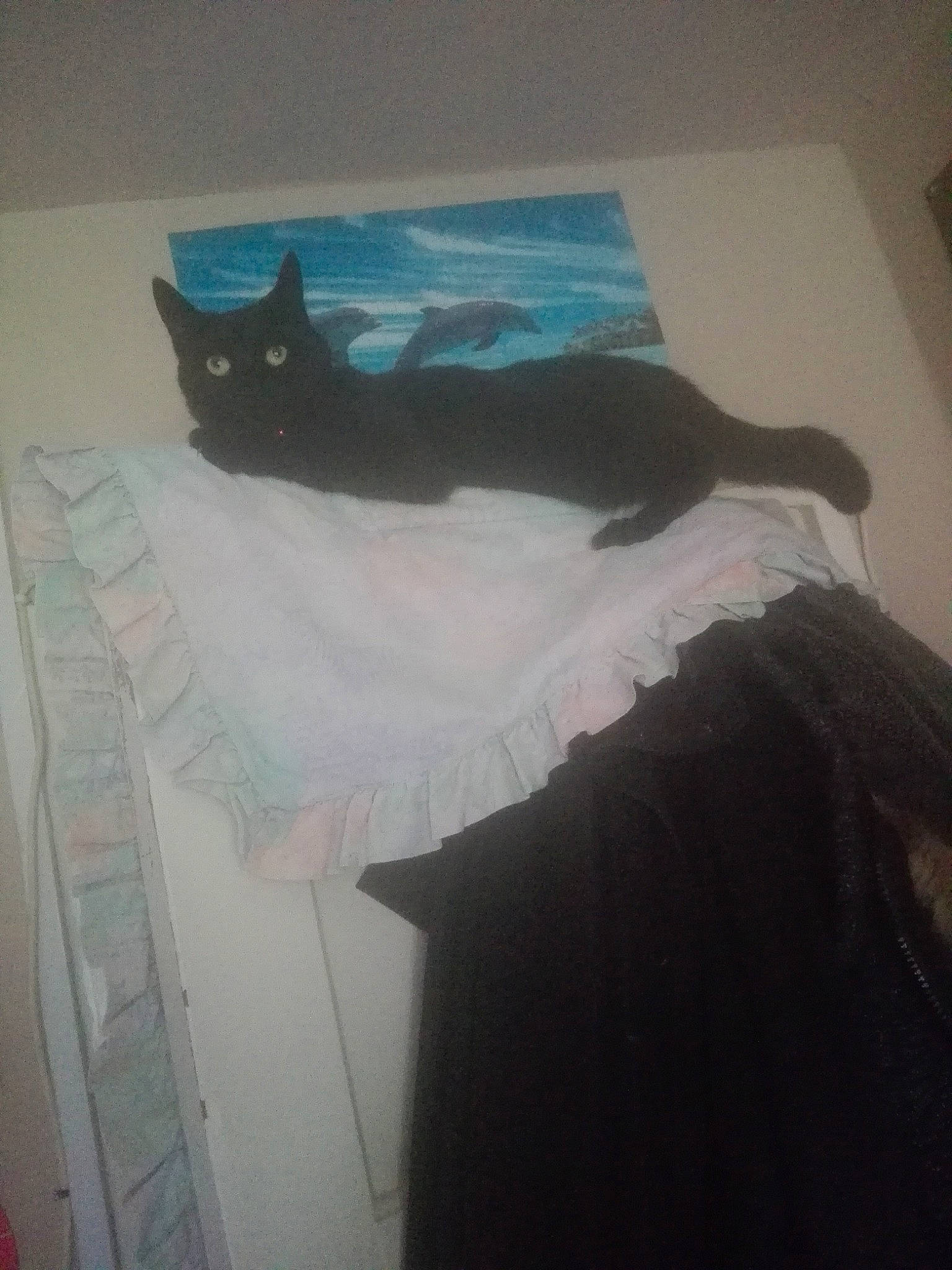 Shadow is registered to the contest to win money with this photo: art, black_cat, cat, cloud, felidae, room, sky, small_to_medium_sized_cats, t_shirt, tail