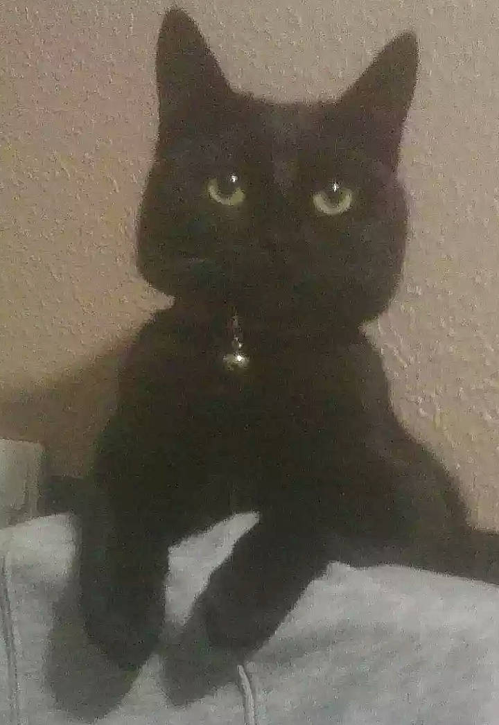 Shadow joined the competition — help win amazing prizes! asian, black_cat, bombay, carnivore, cat, domestic_short_haired_cat, felidae, kitten, korat, mammal, polydactyl_cat, small_to_medium_sized_cats, snout, tail, whiskers