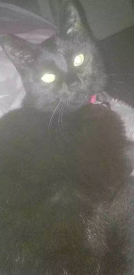 Shadow is registered to the contest to win money with this photo: black_cat, carnivore, cat, felidae, small_to_medium_sized_cats, snout, whiskers