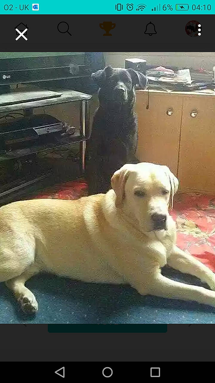 Lassy is registered to the contest to win money with this photo: