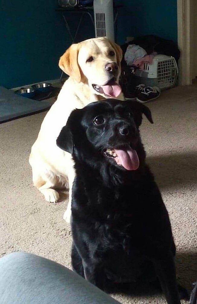 Lassy is registered to the contest to win money with this photo: