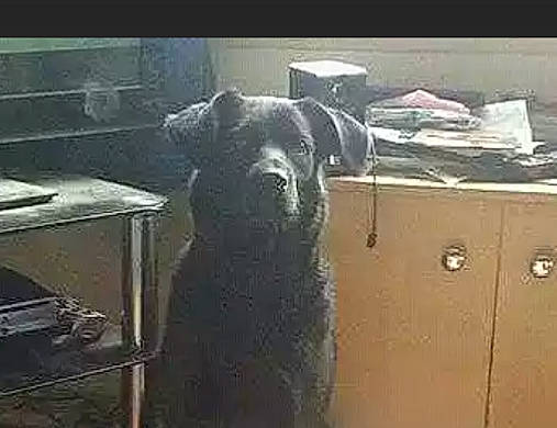 Lassy is registered to the contest to win money with this photo: