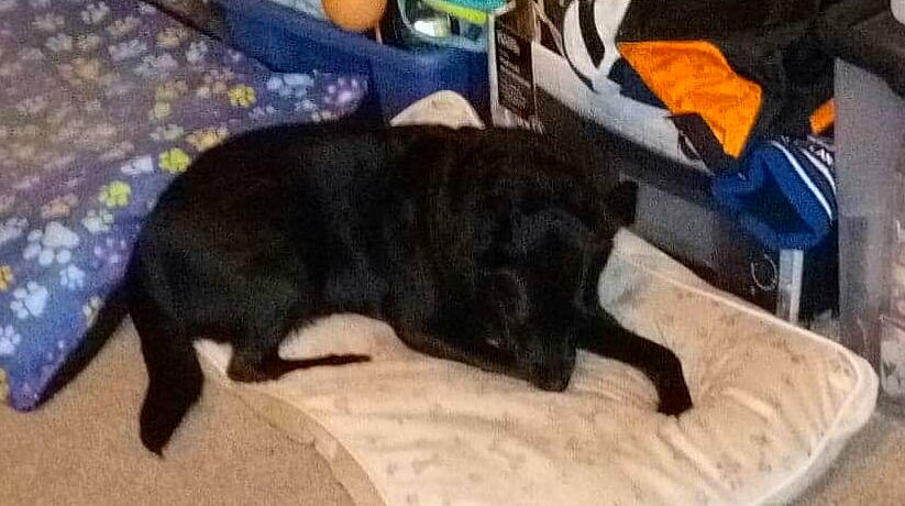 Lassy joined the competition — help win amazing prizes!