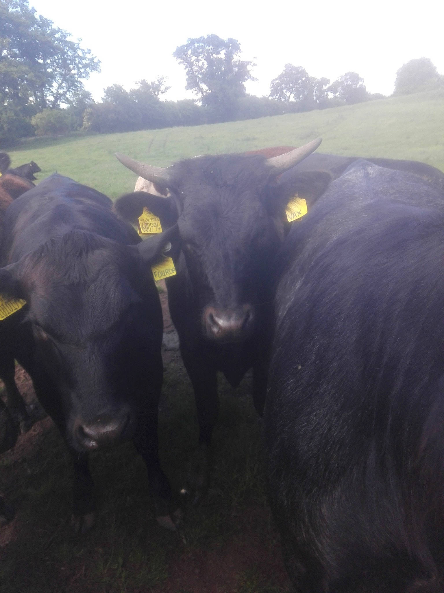 Vax joined the competition — help win amazing prizes! bovine, cow_goat_family, dairy_cow, grass, livestock, plant, sky, water_buffalo, working_animal