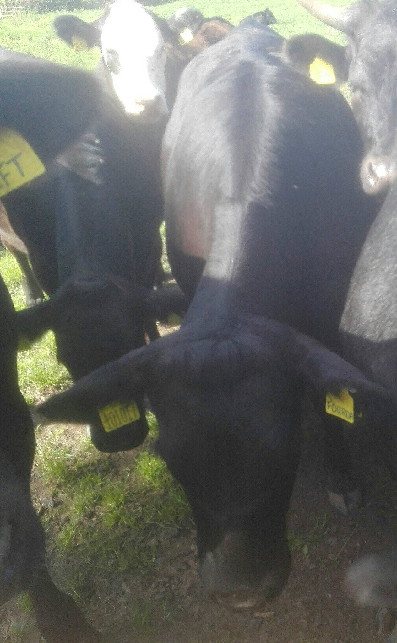 Vax joined the competition — help win amazing prizes! bovine, leg, livestock, plant, snout, working_animal