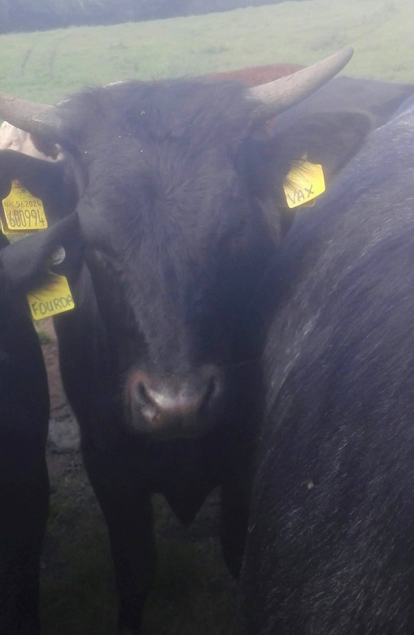 Vax is registered to the contest to win money with this photo: bovine, bull, cow_goat_family, dairy_cow, landscape, livestock, sky, snout, water_buffalo, working_animal