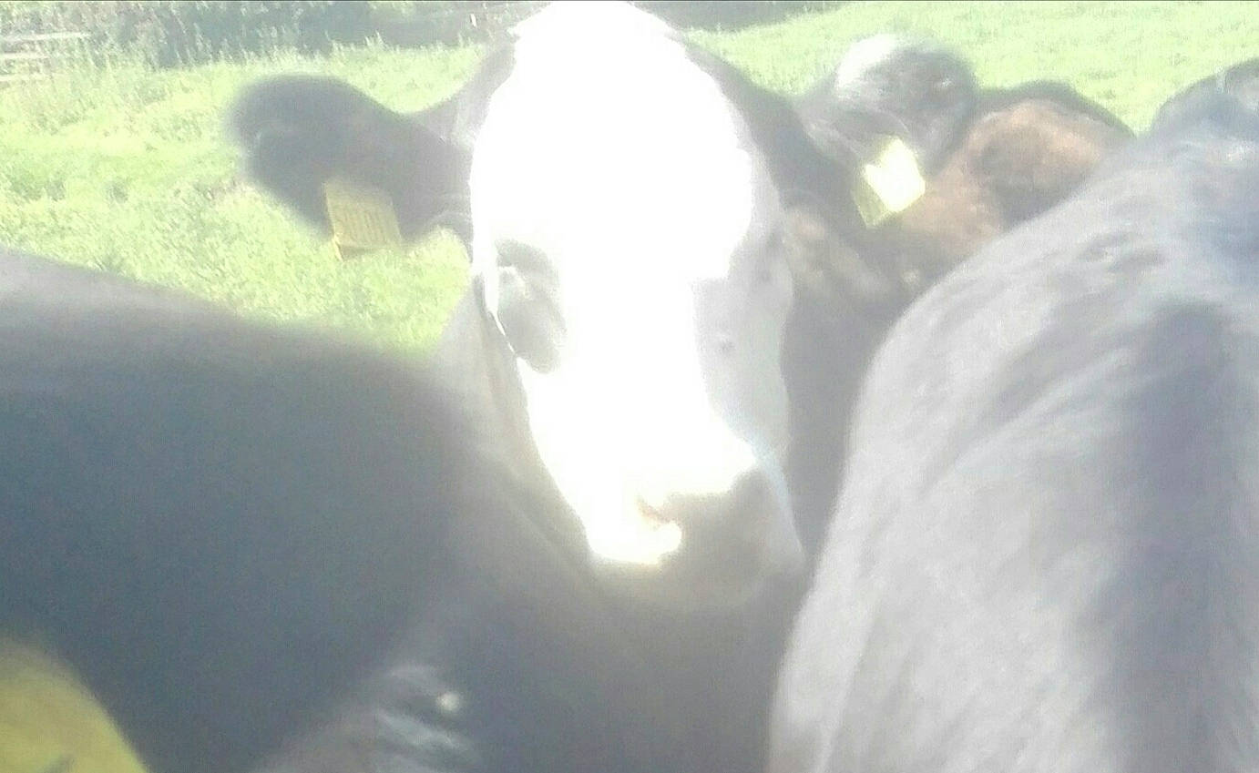 Vax is registered to the contest to win money with this photo: bovine, dairy_cow, livestock