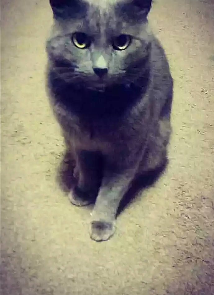 Brock joined the competition — help win amazing prizes! asian, black_cat, burmese, carnivore, cat, chartreux, domestic_short_haired_cat, eye, felidae, kitten, korat, mammal, nebelung, polydactyl_cat, russian_blue, small_to_medium_sized_cats, snapshot, snout, vertebrate, whiskers