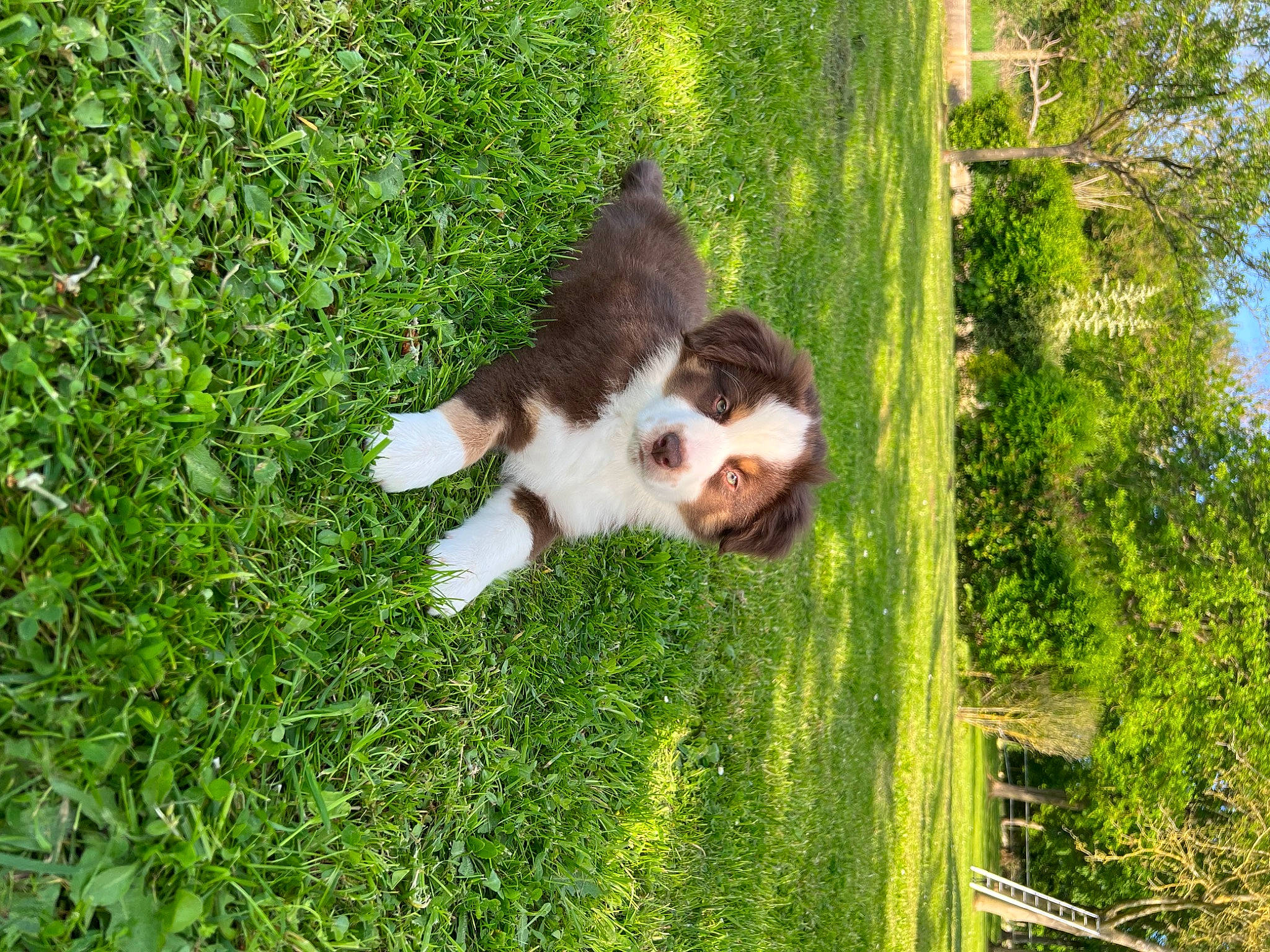 Vasko participe au concours pour gagner de l'argent avec cette photo : canidae, carnivore, companion_dog, dog, dog_breed, fawn, felidae, fur, grass, groundcover, pasture, people_in_nature, plant, small_to_medium_sized_cats, snout, sporting_group, tail, terrestrial_animal, tree, whiskers
