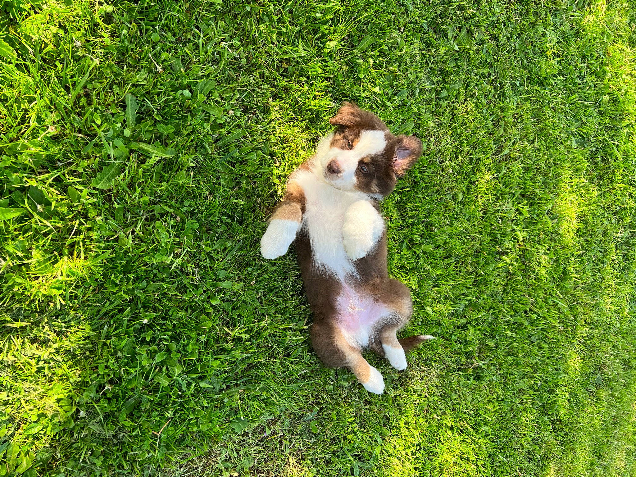 Vasko a rejoint le concours — aidez-le/la à gagner de superbes lots ! canidae, carnivore, companion_dog, dog, dog_breed, fawn, grass, grassland, groundcover, non_sporting_group, pasture, people_in_nature, plant, snout, sporting_group, tail, terrestrial_animal, toy_dog, working_dog