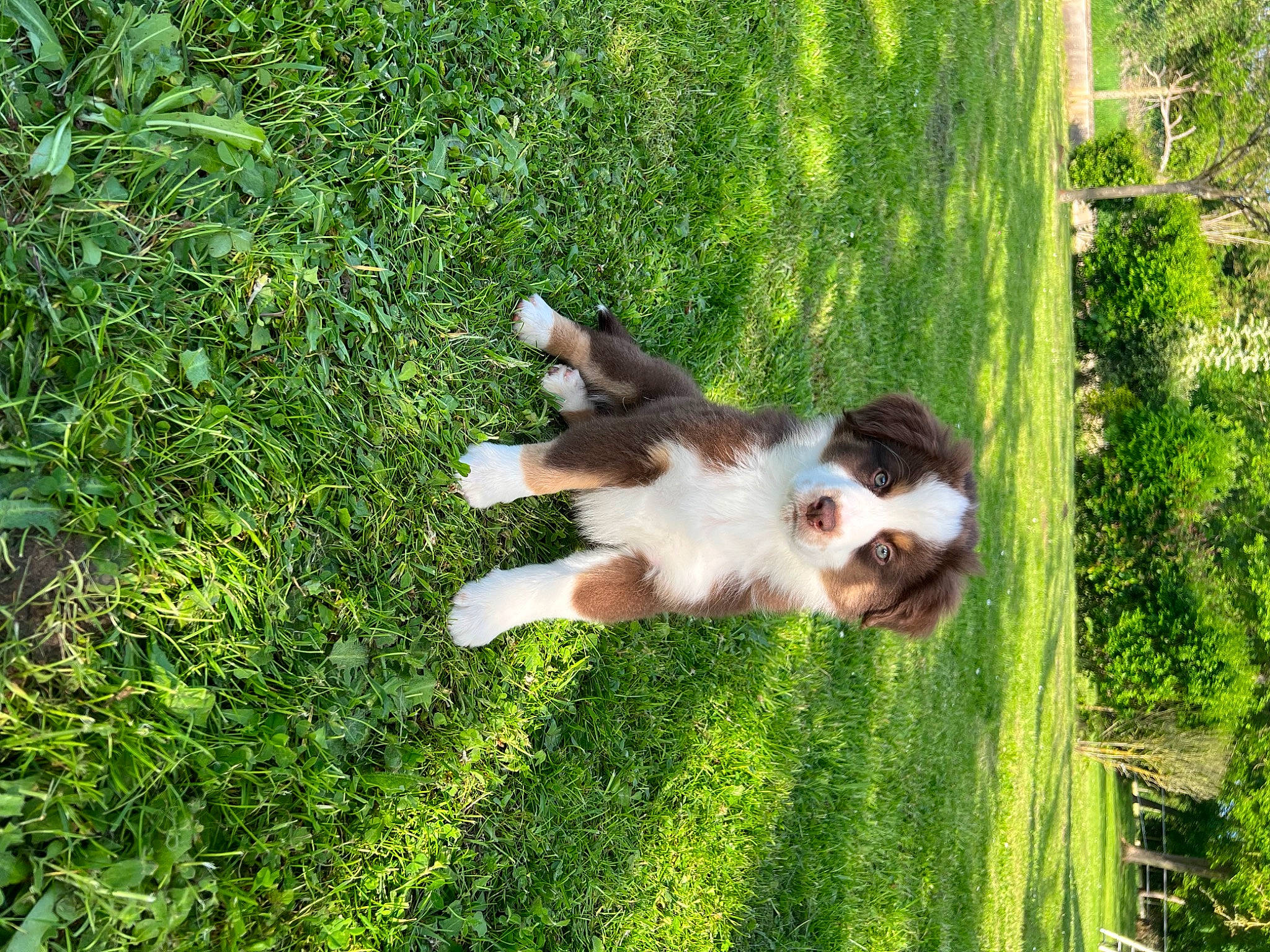 Vasko a rejoint le concours — aidez-le/la à gagner de superbes lots ! canidae, carnivore, companion_dog, dog, dog_breed, fawn, felidae, garden, grass, grassland, groundcover, herding_dog, pasture, plant, shrub, sporting_group, tail, toy_dog, working_dog, yard