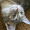 cat, gray_cat, white_fur, green_eyes, whiskers, pink_nose, fluffy, close_up, portrait, upside_down, staring, pet, animal, feline, face, ears, indoor, carpet, texture, photography