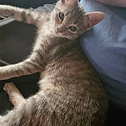 Alice joined the competition — help win amazing prizes! cat, kitten, feline, pet, animal, sleepy, lying_down, relaxed, fur, striped, ears, eyes, whiskers, paws, tail, lap, person, indoor, couch, portrait