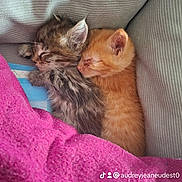 Drax Et Princesses participe au concours pour gagner de l'argent avec cette photo : kittens, cats, sleeping, cuddling, orange_cat, tabby_cat, furry, whiskers, ears, closed_eyes, cozy, blanket, pink_blanket, couch, cushions, indoors, pet, adorable, portrait, watermark
