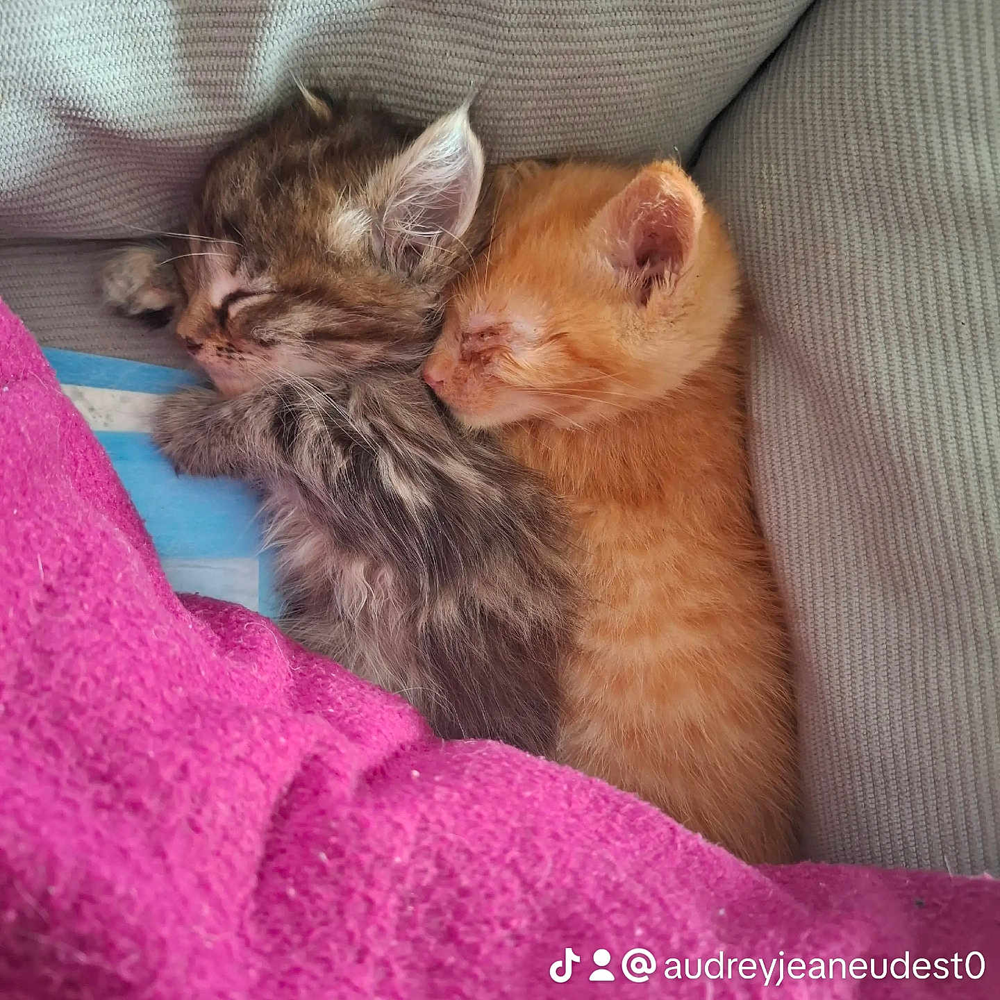 Drax Et Princesses participe au concours pour gagner de l'argent avec cette photo : kittens, cats, sleeping, cuddling, orange_cat, tabby_cat, furry, whiskers, ears, closed_eyes, cozy, blanket, pink_blanket, couch, cushions, indoors, pet, adorable, portrait, watermark