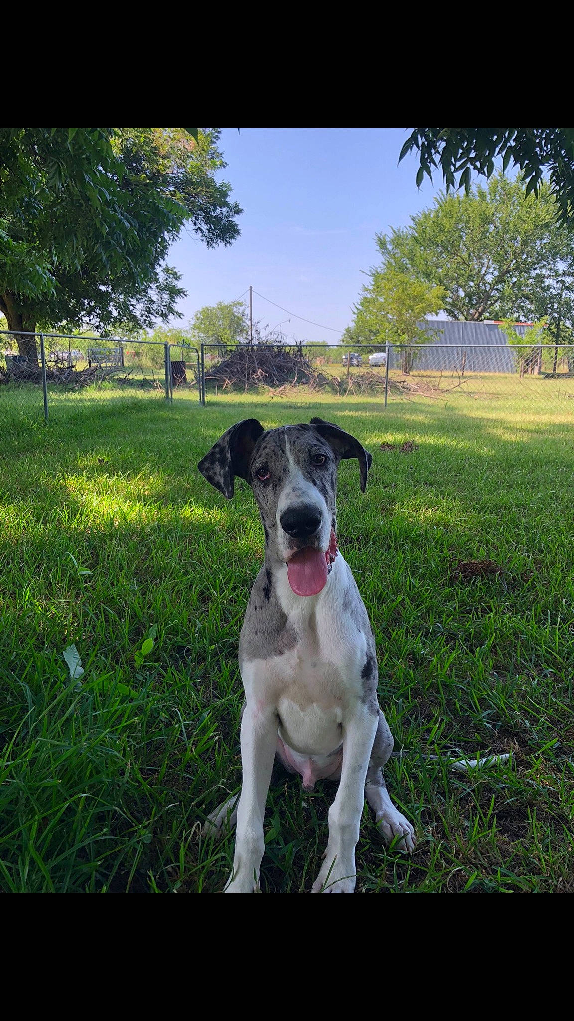 Levi is registered to the contest to win money with this photo: canidae, carnivore, collar, companion_dog, dog, dog_breed, dog_collar, fawn, grass, grassland, gun_dog, landscape, plant, sky, snout, sporting_group, tail, tree, working_animal, working_dog