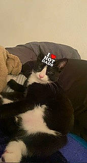 Benjamin Franklin is registered to the contest to win money with this photo: carnivore, cat, comfort, companion_dog, dog_breed, domestic_short_haired_cat, felidae, formal_wear, fur, linens, nap, paw, sleeve, small_to_medium_sized_cats, snout, sporting_group, suit, tail, terrestrial_animal, whiskers