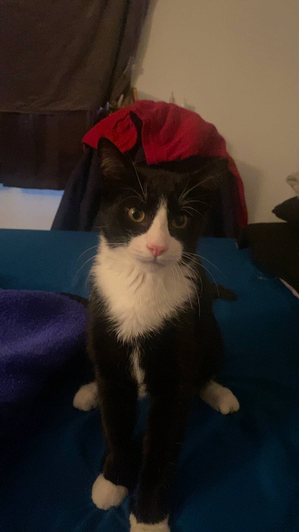 Benjamin Franklin joined the competition — help win amazing prizes! carnivore, cat, comfort, domestic_short_haired_cat, eye, felidae, formal_wear, fur, lap, sitting, small_to_medium_sized_cats, tail, whiskers