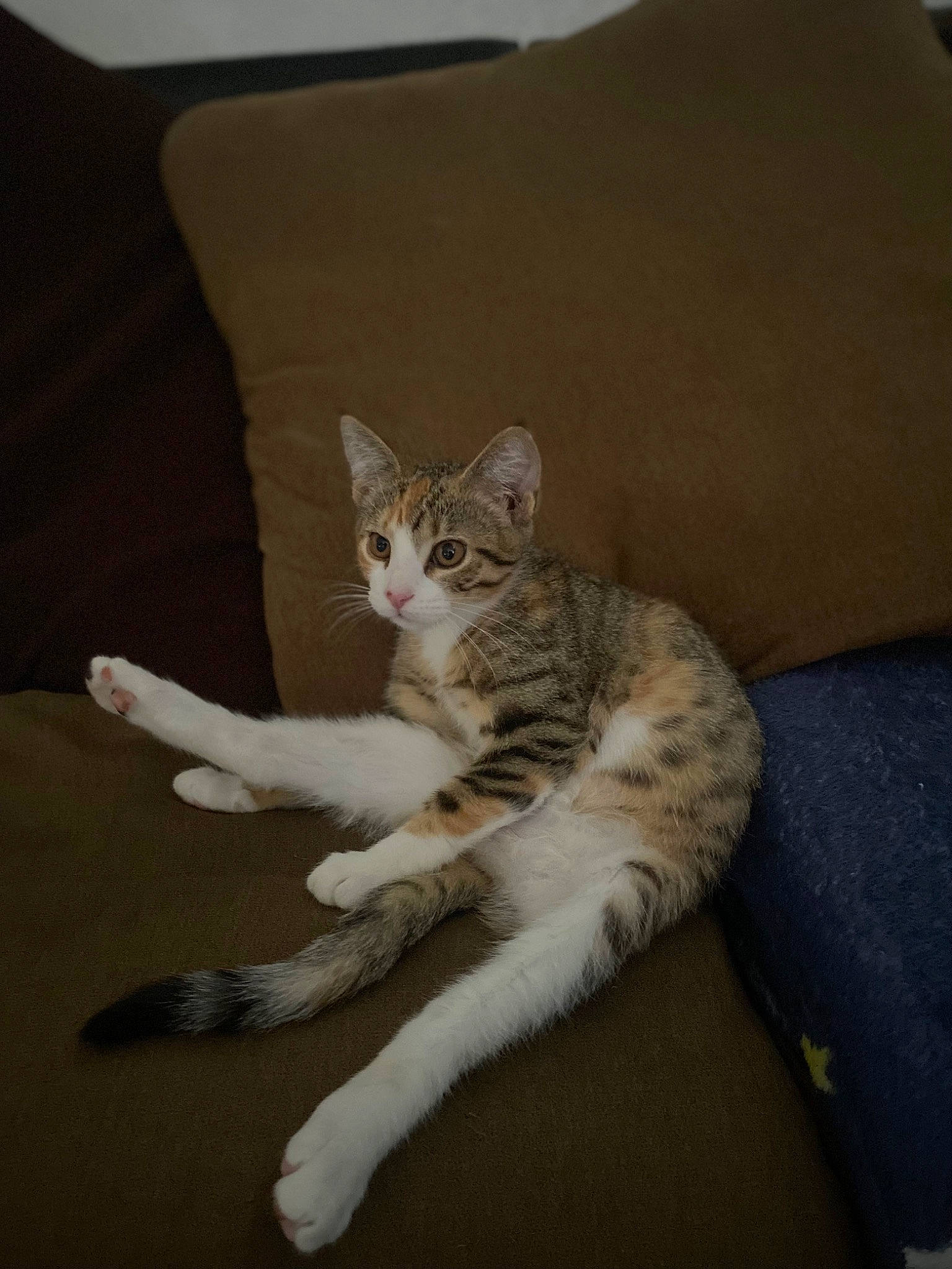 Penelope joined the competition — help win amazing prizes! bed, carnivore, cat, claw, comfort, couch, domestic_short_haired_cat, felidae, fur, grey, hardwood, linens, paw, room, sitting, small_to_medium_sized_cats, snout, tail, whiskers, wood