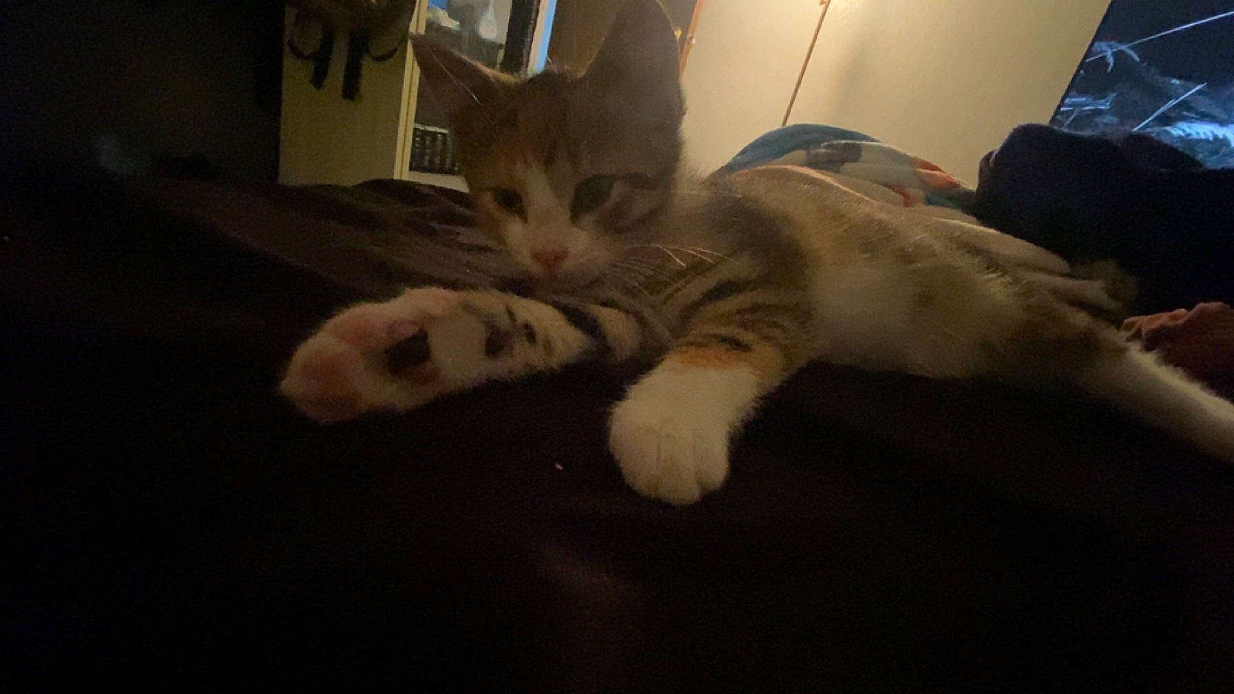 Penelope joined the competition — help win amazing prizes! bed, carnivore, cat, claw, comfort, darkness, domestic_short_haired_cat, eye, felidae, fur, jaw, mammal, nap, paw, room, small_to_medium_sized_cats, snout, tail, vertebrate, whiskers