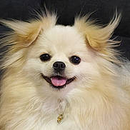 Jolly joined the competition — help win amazing prizes! dog, pomeranian, fluffy, smiling, tongue_out, pet, cute, animal, fur, happy, portrait, indoor, close_up, face, ears, collar, adorable, friendly, small_dog, companion