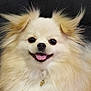 dog, pomeranian, fluffy, smiling, tongue_out, pet, cute, animal, fur, happy, portrait, indoor, close_up, face, ears, collar, adorable, friendly, small_dog, companion