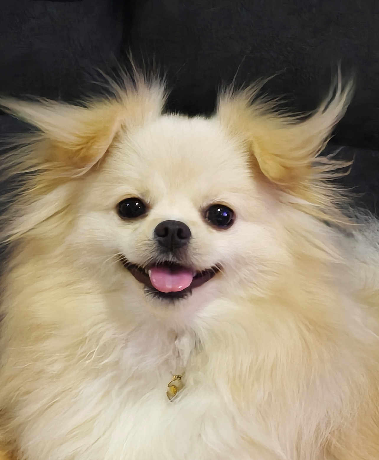 Jolly joined the competition — help win amazing prizes! dog, pomeranian, fluffy, smiling, tongue_out, pet, cute, animal, fur, happy, portrait, indoor, close_up, face, ears, collar, adorable, friendly, small_dog, companion